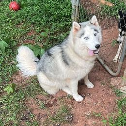 Buttercup - Siberian Husky