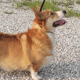 Tally - Pembroke Welsh Corgi
