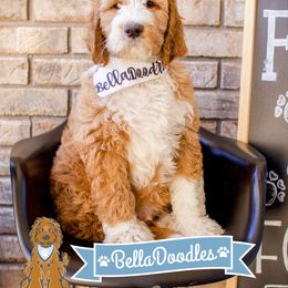 Goldendoodle Puppies from BellaDoodles