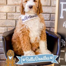Goldendoodle Puppies from BellaDoodles