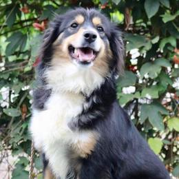 Posie - Miniature American Shepherd