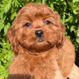 Jerry - Red male Cavapoo puppy in Tucson, Arizona from Adored Poodle & Doodles