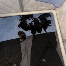 Puppy 10 - Sable male German Shepherd puppy in Surprise, Arizona from Vom Wustefeuer German Shepherds