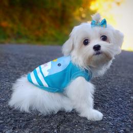 Companion Cross, Mal-Shi, Maltese, Maltipoo, Morkie, and Shih Tzu Puppies from Seeking Shalom Acres Maltese, Maltipoos & Havamalts
