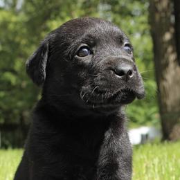 Labrador Retrievers from Maple Ridge Labs