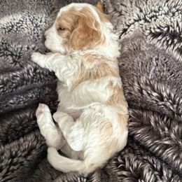 Boy 5 - Cream male Cavapoo puppy in Nampa,, Idaho from Clig Doodle Days