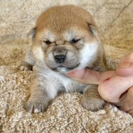 Shiba Inu Puppies from Prairie Shibas