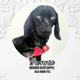 Ronnie - Dachshund