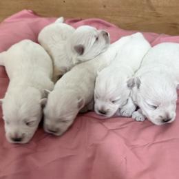 Girl 2 - White female West Highland White Terrier puppy in Scurry, Texas from Davis Westies