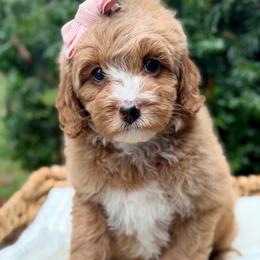 Pink - Caramel red female Australian Labradoodle puppy in Auburn, Washington from West Valley Labradoodles