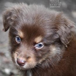Preacher - Red tri male Miniature Australian Shepherd puppy in Patterson, North Carolina from DreamLine Aussies