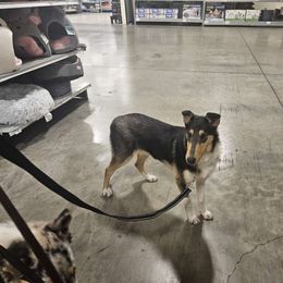 LIBERTY (Libby) - Black white and tan Collie puppy in Lancaster, California from Kaslynkay's Collies