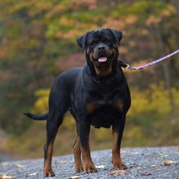 Rottweiler puppies from Sharp Ridge Rottweilers