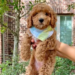 Cinnamon Latte - Apricot female Goldendoodle puppy in Richmond, Texas from Harper’s Heartbeats