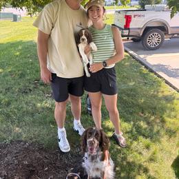 Mabel - Tri-Roan female English Springer Spaniel puppy in Braidwood, Illinois from A & R Springers
