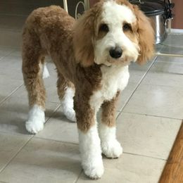 Bernedoodle, Goldendoodle, and Labradoodle Puppies from Riverhouse Doodles