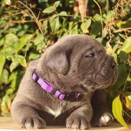 Purple collar male - Gray male Cane Corso puppy in Caliente, California from Rafter Cross 7