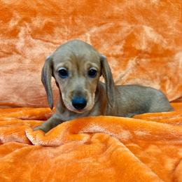 Hot Tamale - Red female Dachshund puppy in Memphis, Tennessee from River City Doxies