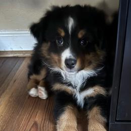 Journey - Black tri female Toy Australian Shepherd puppy in Fairview, Tennessee from Hoffman Forest Acres LLC