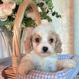 Cavapoo puppies from Kelley's Goldens Poodles and Doodles