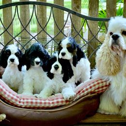 Cocker Spaniel Puppies from Willwyn Cockers