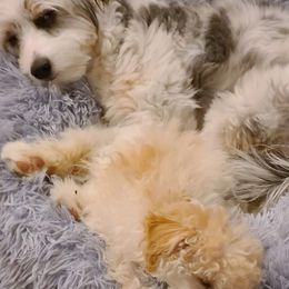 Aussiedoodle, Poodle, and Toy Australian Shepherd Puppies from Heartland Ranch