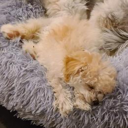 Aussiedoodle, Poodle, and Toy Australian Shepherd Puppies from Heartland Ranch