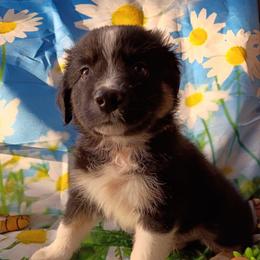 Flint (grey) - Black tri-color male Australian Shepherd puppy in Okeechobee, Florida from Rothsolid Puppies