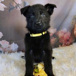 Yellow - Black male German Shepherd puppy in Holden, Missouri from Shiloh's Shepherds & Ridgebacks