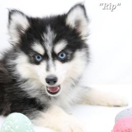 Rip SALE 3800 - Black and white male Pomsky puppy in Christiana, Tennessee from Smoky Mountain Pomskies
