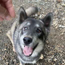 Apollo  - Siberian Husky