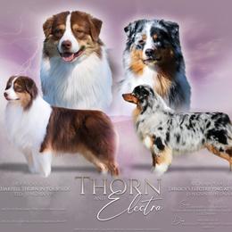 Australian Shepherd puppies from Heritage Australian Shepherds