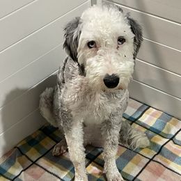 Zuri - Sheepadoodle