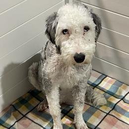 Zuri - Sheepadoodle
