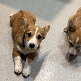 Lark - White and red male Pembroke Welsh Corgi puppy in Jenkinsburg, Georgia from Red Elephant Farms
