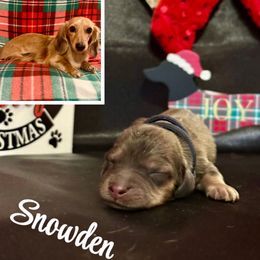 Snowden- Shaded Cream- will fade to cream- Price Listed - Cream male Dachshund puppy in Biloxi, Mississippi from Southern Doxies Ms