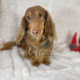 Nick - Dachshund