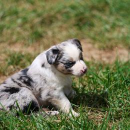 Blue Merle Female - Blue merle female Australian Shepherd puppy in Cedar City, Utah from 10-BAR-Y RANCH