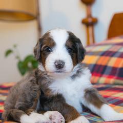 Marshmallow - female Australian Mountain Doodle puppy in Lafayette, Missouri from Brick House Farm Doodles
