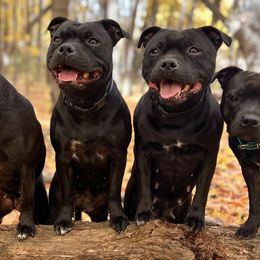 Staffordshire Bull Terrier All Grown Up from Theatric Staffords
