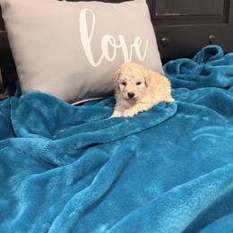 Ivory - Cream female Poodle puppy in Poplarville, Mississippi from Southern Belle Poodles