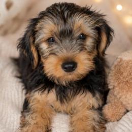 Milo (Ready to go home) - Black and tan male Yorkshire Terrier puppy in Broxton, Georgia from More Than Family