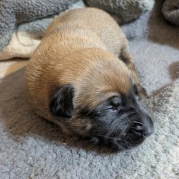 Girl 3 - Fawn sable female Belgian Malinois puppy in Paynes Corner, Virginia from Von-Zito Belgian Malinois
