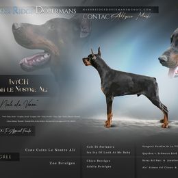 Venom - Doberman Pinscher