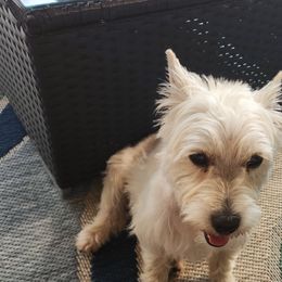 Miss Verda - West Highland White Terrier