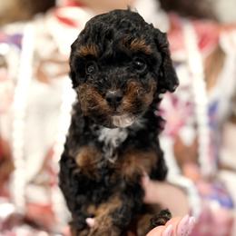 Aramis - Phantom female Poodle puppy in Plant City, Florida from MCB Puppies