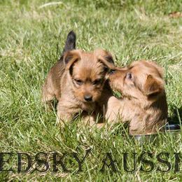 Australian Terrier Puppies from Redsky Australian Terriers