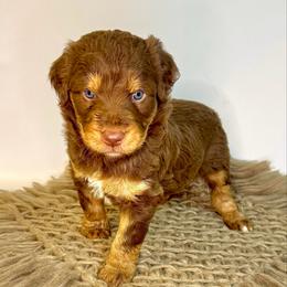Rocky - Chocolate male Assorted Doodle Crosses puppy in Waco, Georgia from Huff Family Doxies & Doodles