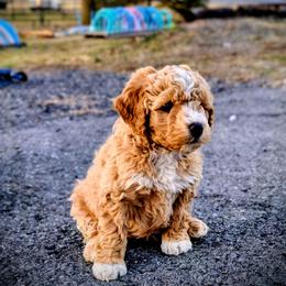 Assorted Doodle Crosses Puppies from Southern Star Goldendoodles