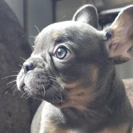 French Bulldogs from 35th Street Doggy District